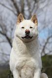 AKITA AMERICAIN 403